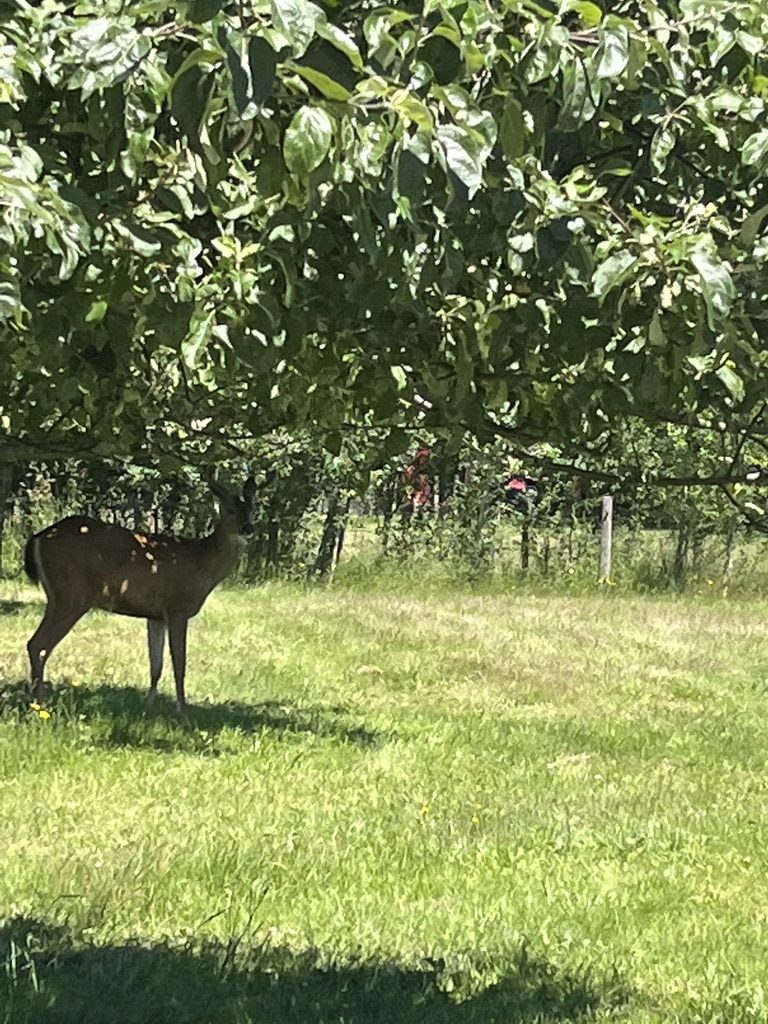 A deer grazing in the orchard on the grounds of Leeside Manor
